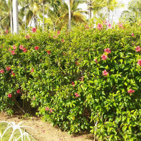 фото из отзыва ID 1985953