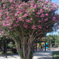 фото из отзыва ID 1985218