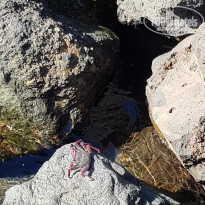 фото из отзыва ID 1984449