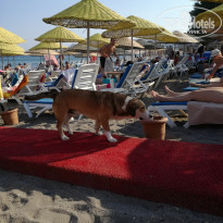 фото из отзыва ID 1987084