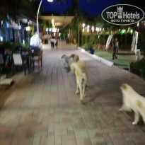 фото из отзыва ID 1987084