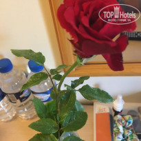 фото из отзыва ID 1986385