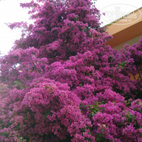 фото из отзыва ID 1986965