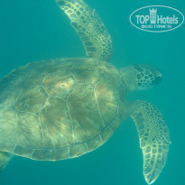 фото из отзыва ID 1988561