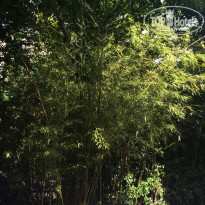 фото из отзыва ID 1988963