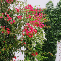 фото из отзыва ID 1989038