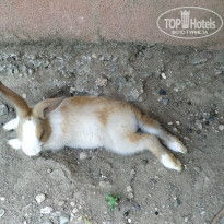 фото из отзыва ID 1989832