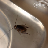 фото из отзыва ID 1992153