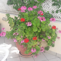 фото из отзыва ID 1992185