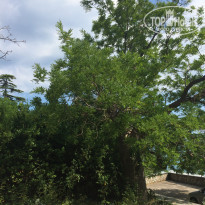 фото из отзыва ID 1992610