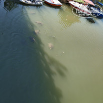 фото из отзыва ID 1993218