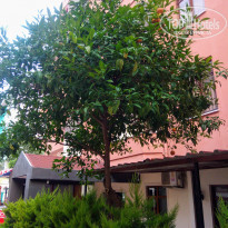 фото из отзыва ID 1993516