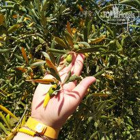 фото из отзыва ID 1993620