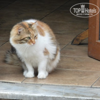 фото из отзыва ID 1995402