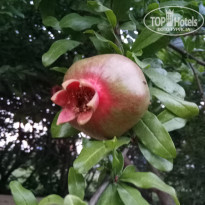 фото из отзыва ID 1995678