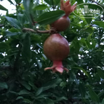 фото из отзыва ID 1995678