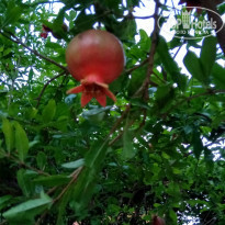 фото из отзыва ID 1995678