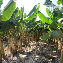 фото из отзыва ID 1996103