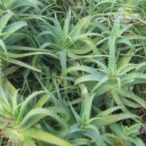 фото из отзыва ID 1996103