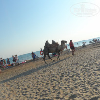 фото из отзыва ID 1996120