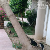 фото из отзыва ID 1997154