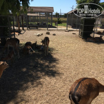 фото из отзыва ID 1997423