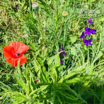 фото из отзыва ID 1997435