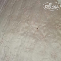 фото из отзыва ID 1997529