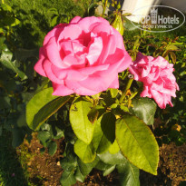 фото из отзыва ID 1998264