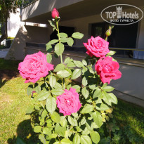 фото из отзыва ID 1998264