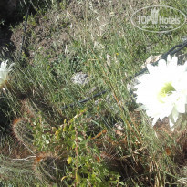 фото из отзыва ID 1998804