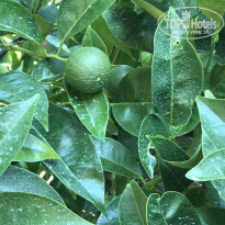 фото из отзыва ID 1999583