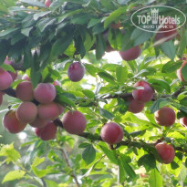 фото из отзыва ID 2000327