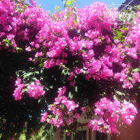 фото из отзыва ID 2002000