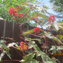 фото из отзыва ID 2004558