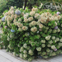 фото из отзыва ID 2004647