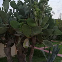 фото из отзыва ID 2004997