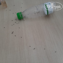 фото из отзыва ID 2007660