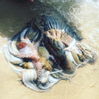 фото из отзыва ID 2008310