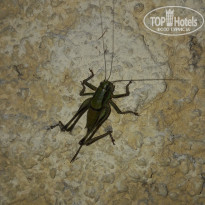 фото из отзыва ID 2008284