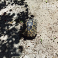 фото из отзыва ID 2009198