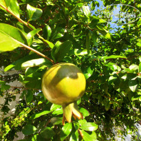 фото из отзыва ID 2009212