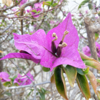 фото из отзыва ID 2009212