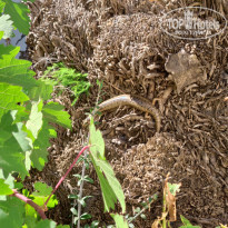 фото из отзыва ID 2009212