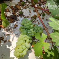 фото из отзыва ID 2009212