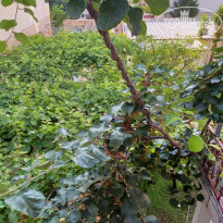 фото из отзыва ID 2009375