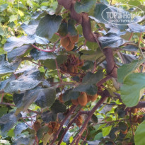 фото из отзыва ID 2009375