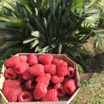 фото из отзыва ID 2009718