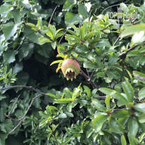 фото из отзыва ID 2009718