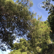 фото из отзыва ID 2009718